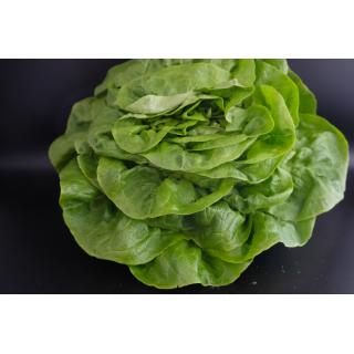 Kopfsalat