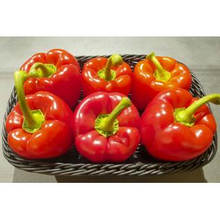 Paprika rot