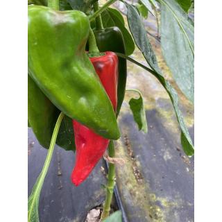Spitzpaprika rot