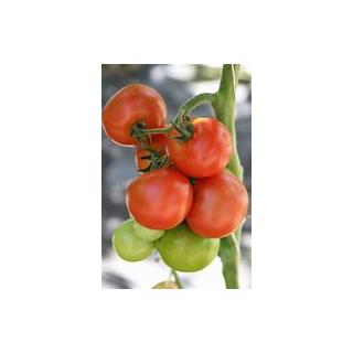 veredelte Tomatenpflanze