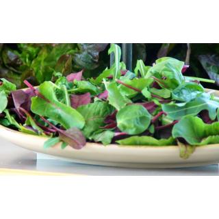 Schnittsalat/ Wildkräuter