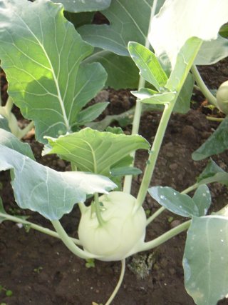 Kohlrabisalat