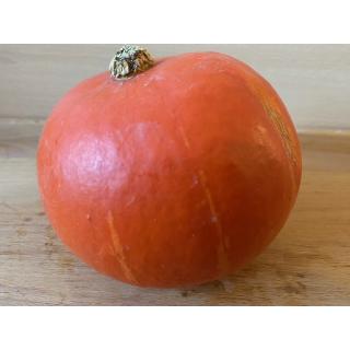 Hokkaido Kürbis