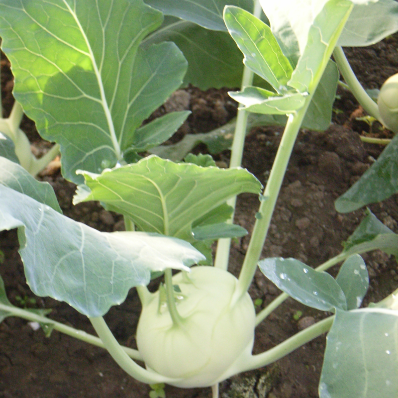 platzhalter